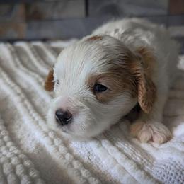 Blenheim Girl - Blenheim female Cavapoo puppy in San Diego, California from WW Cavapoos