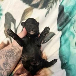 Uno - Black male Xoloitzcuintli puppy in Manitowoc, Wisconsin from Wonderland Kennel