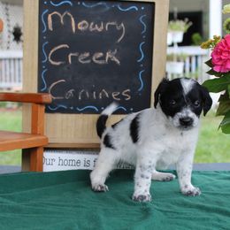 Oreo - Black tri-color male Aussiedoodle puppy in Hopkins, Missouri from Mowry Creek Mini Aussiedoodles and More