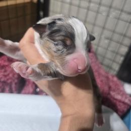 Blue merle male 1 - Blue merle male Australian Shepherd puppy in Rainsville, Alabama from Chaparro Farm