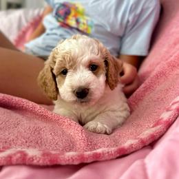 Snickerdoodle - Buff and white male Cockapoo puppy in Salem, Oregon from Capital Doodles