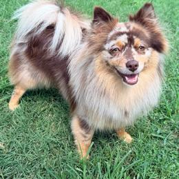 Kali - Pomeranian