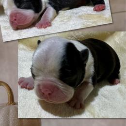 Holly - Black and white female Boston Terrier puppy in Brazos Point, Texas from TX Southern Belle Boston Terriers