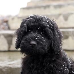 Melody - Black female Australian Labradoodle puppy in Williamstown, New York from Lewis Manor Labradoodles