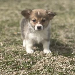 Somi - Pembroke Welsh Corgi puppy in Oklahoma from Southern Cottage Pups
