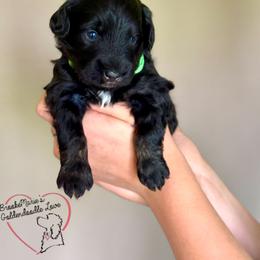 Theo - Tri-color male Bernedoodle puppy in Vernon Center, Minnesota from BrookeMarie’s Goldendoodle Love