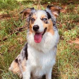 Australian Shepherds from Scratch & Dent Ranch