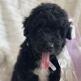 Goldendoodles from White Blossom Farms