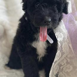Goldendoodles from White Blossom Farms