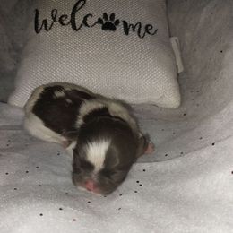 Parti male - Chocolate male Shih Tzu puppy in Arcadia, Florida from Kitsune Cuddles and kisses