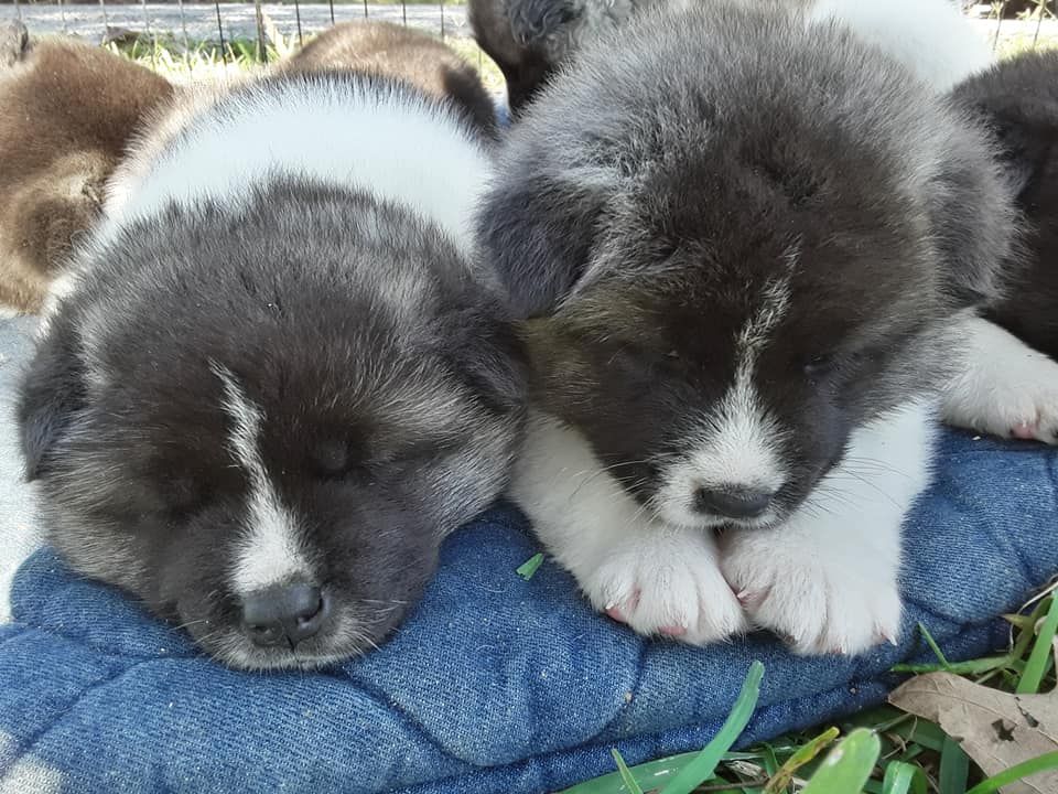 Akita Breeders In Mississippi Blue Ridge Akitas