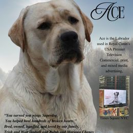 Labrador Retriever Puppies from Swinging Bridge Labrador Retrievers