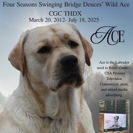 Labrador Retriever Puppies from Swinging Bridge Labrador Retrievers