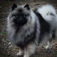 Kebbie - Keeshond