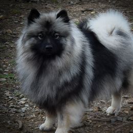 Kebbie - Keeshond