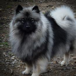 Kebbie - Keeshond
