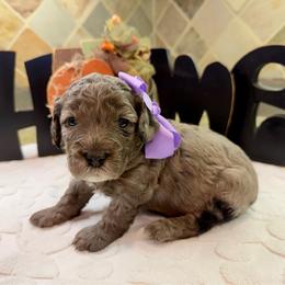 Annie (F2bb purple girl) - Blue merle female Aussiedoodle puppy in Midlothian, Texas from Gray Doodles