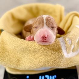Bo Peep - Apricot female Goldendoodle puppy in Lakeland, Florida from Rolling Oak Doodles