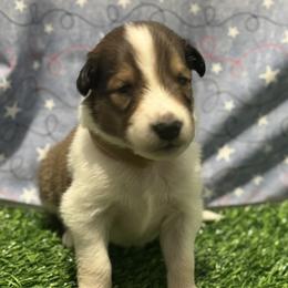 Bridger - male Scottish Collie puppy in Newcastle, Wyoming from 7K Collies