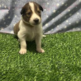 Bridger - male Scottish Collie puppy in Newcastle, Wyoming from 7K Collies