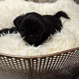 Jasper - Black male Shih Tzu puppy in Boiling Springs, South Carolina from Sherry Whiteside's Shih Tzus