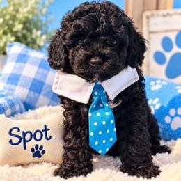 Spot - Black and white male Shihpoo puppy in Cooper City, Florida from Jenny La Bone