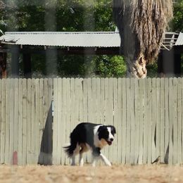 Border Collies from Fásach Border Collies
