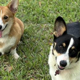 Border Collies and Pembroke Welsh Corgis from Garcia Family Farms