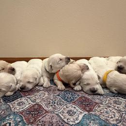 Baby Girl - Light golden female Golden Retriever puppy in Liberal, Missouri from Good Life Goldens