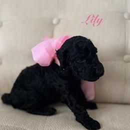 Lily - Black female Poodle puppy in Fishers, Indiana from Grace Haven Poodles