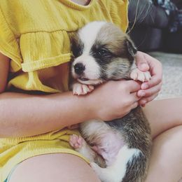 Pembroke Welsh Corgi puppies from Everglade Corgis