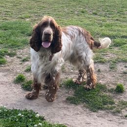 Mo - English Springer Spaniel