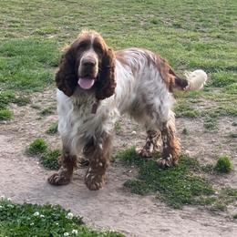 Mo - English Springer Spaniel