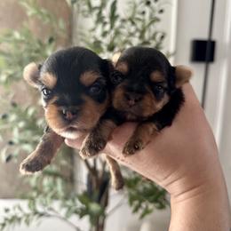 Yorkshire Terrier Puppies from Crystal Garden Yorkies