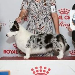 Ranger - Cardigan Welsh Corgi
