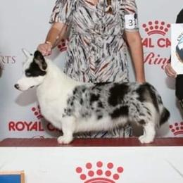 Ranger - Cardigan Welsh Corgi