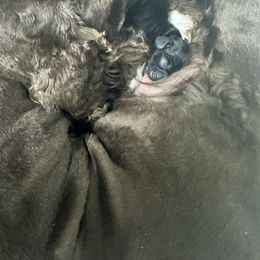 Pink collar - Black and tan female Cocker Spaniel puppy in Cleveland, Ohio from Buckeye Country Kennel