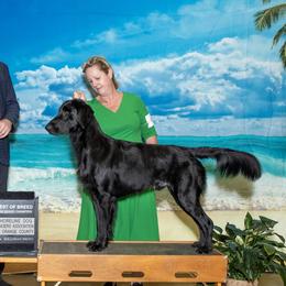 Maximilion - Flat-Coated Retriever