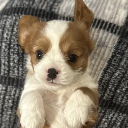 Teddy - Blenheim male Cavalier King Charles Spaniel puppy in Oroville, California from Happy Tails Kennel