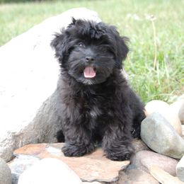 Havanese Puppies from Selah Havanese