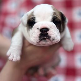 Bulldog Puppies from Sweet Rolls
