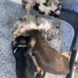 Dachshund Puppies from Renee's Dachshund's