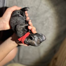 Dutch Shepherd Puppies from TN Dutch Shepherd