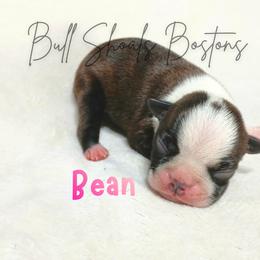 Bean - Seal brindle and white female Boston Terrier puppy in Lead Hill, Arkansas from Bull Shoals Bostons