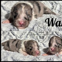 Wanda - Blue merle and white female Shetland Sheepdog puppy in Lebanon, Tennessee from Henotic Homestead's Shetland Sheepdogs