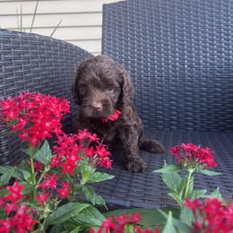 Red Girl - Chocolate female Australian Labradoodle puppy in Morristown, New Jersey from English Manor Labradoodles
