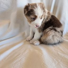 WINDY- RED MERLE GIRL - Red merle female Australian Shepherd puppy in Chino Valley, Arizona from Cu2 Aussies