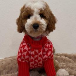 Zoey - Red  female Goldendoodle puppy in Anaheim, California from Cuddle Bear Doodles
