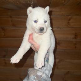 Girl 2 - White female Siberian Husky puppy in Iron River, Wisconsin from Wiemeri Siberians