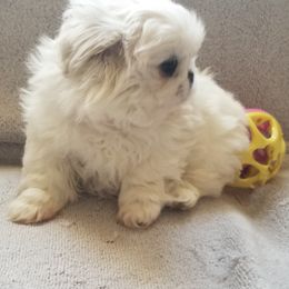 Pekingese Puppies from Pekes And Sandy Paws
